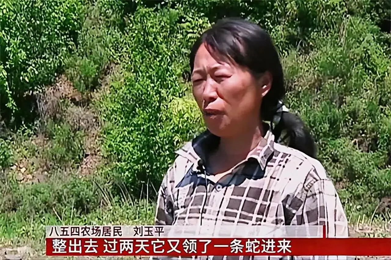 道正网  06年黑龙江农妇将蛇驱赶，隔日蛇携伴侣入住，15年孕育上百条小蛇